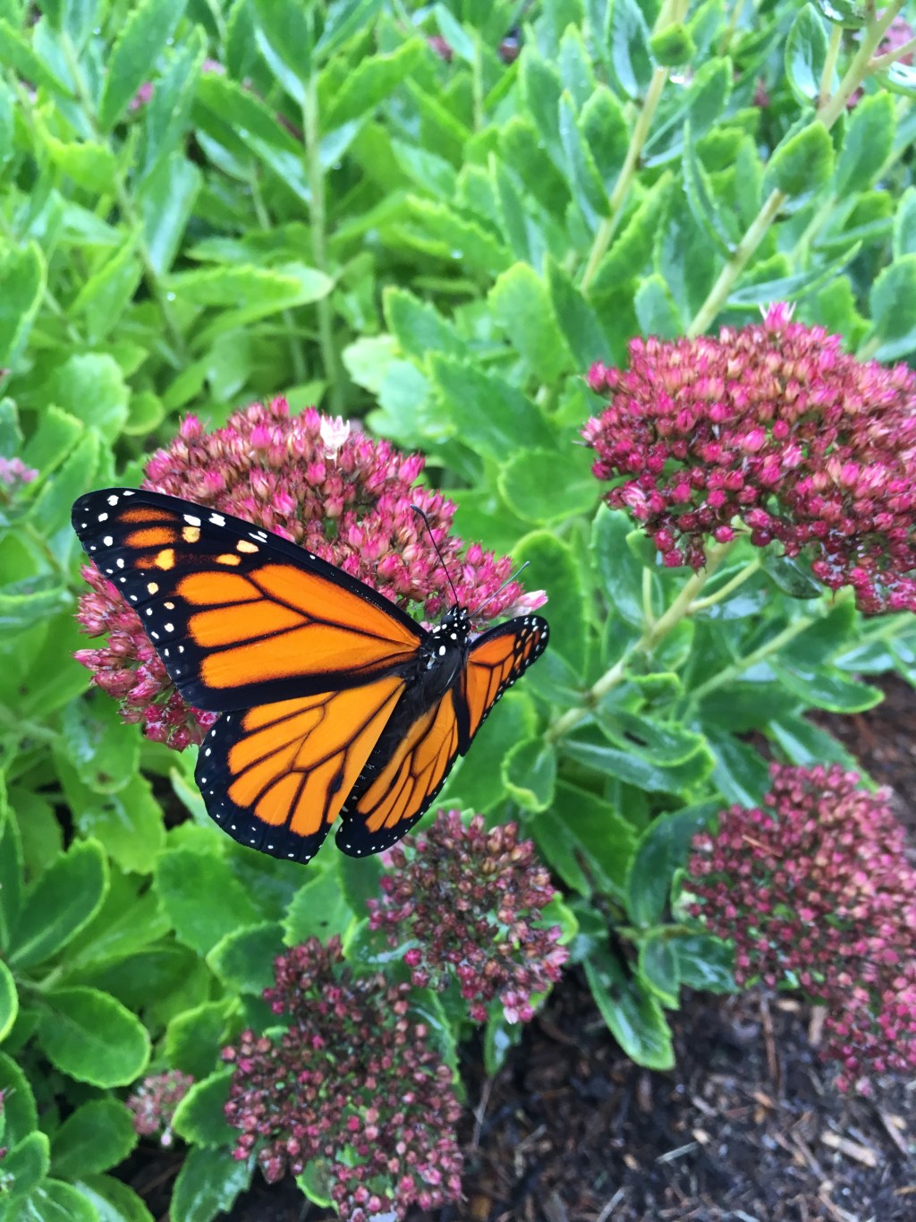 Backyard Transformation